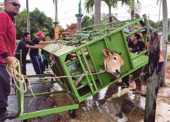 merebahkan sapi dengan kerangkeng besi