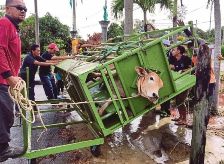 merebahkan sapi dengan kerangkeng besi